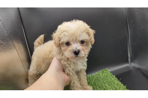 東京都のマルプー 女の子 21 01 25生まれ 人懐っこい女の子 W 子犬id ブリーダーナビ