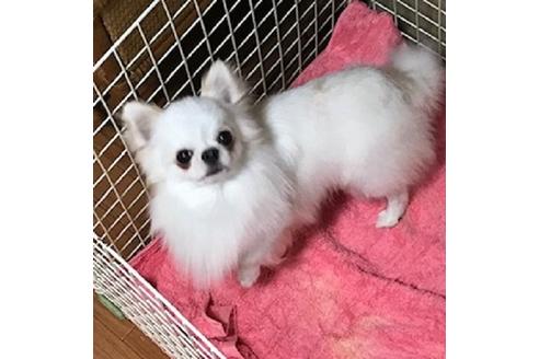 販売中のチワワ(ロングコート)の親犬