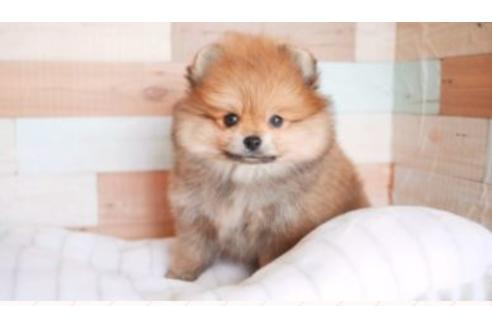ポメラニアンの子犬を探す ブリーダーナビ