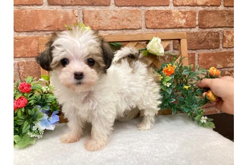 岡山県のミックス犬 女の子 21 01 07生まれ プードル マルチーズ ダックスのミックス 子犬id ブリーダーナビ 岡山県のミックス犬 女の子 21 01 07生まれ プードル マルチーズ ダックスのミックス 子犬id ブリーダーナビ