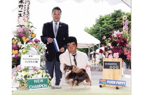 販売中のチワワ(ロングコート)の親犬
