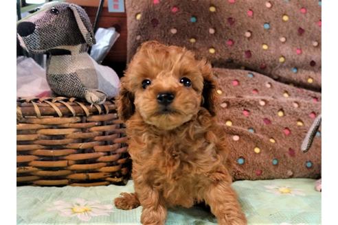 熊本県のトイプードル 男の子 21 01 02生まれ 小さくても食欲旺盛 可愛い容姿 情緒豊かで賢い 子犬id 1272 ブリーダーナビ