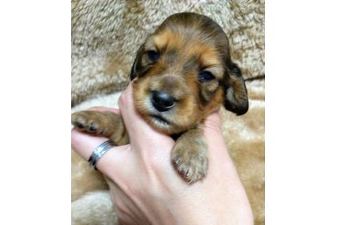 カニンヘンダックスフンドの子犬を探す ブリーダーナビ