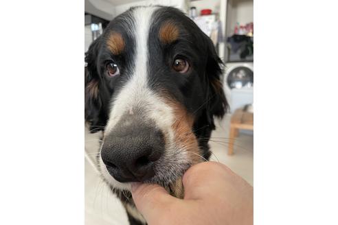 販売中のバーニーズマウンテンドッグの親犬