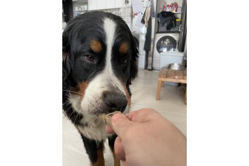 販売中のバーニーズマウンテンドッグの親犬