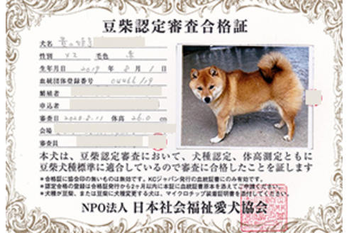 販売中の豆柴の親犬