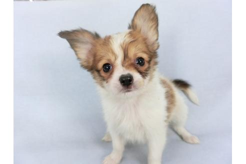 パピヨンの子犬を探す ブリーダーナビ