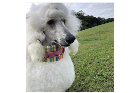 販売中のスタンダードプードルの親犬
