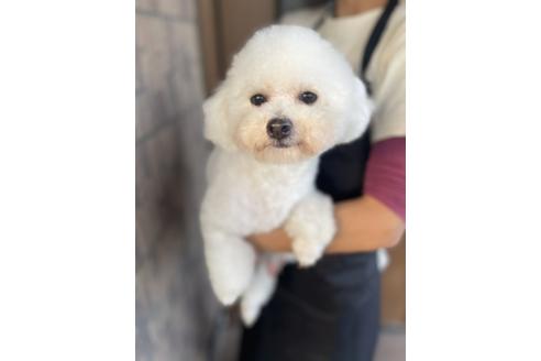 販売中のビションフリーゼの親犬