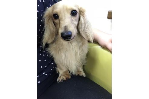 販売中のミニチュアダックスフンド(ロングヘアード)の親犬