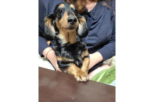 販売中のミニチュアダックスフンド(ロングヘアード)の親犬