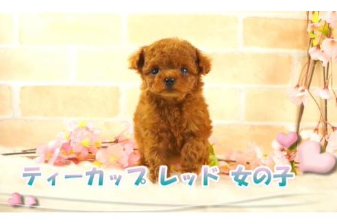 香川県のティーカッププードル 女の子 21 01 23生まれ レッド 子犬id ブリーダーナビ