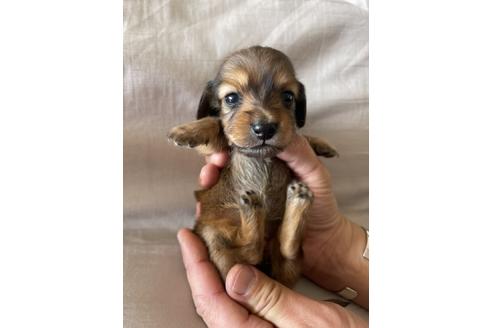 ミニチュアダックスフンドの子犬を探す ブリーダーナビ ミニチュアダックスフンドの子犬を探す ブリーダーナビ