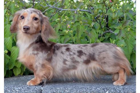 販売中のカニンヘンダックスフンド(ロングヘアード)の親犬