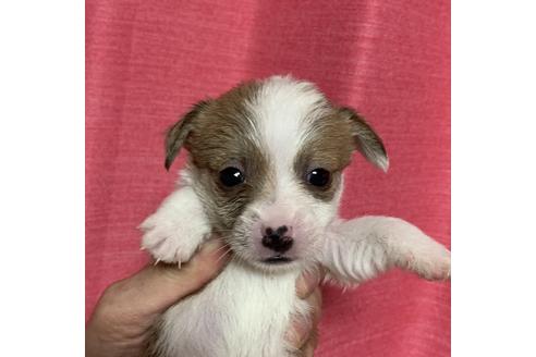 ジャックラッセルテリアの子犬を探す ブリーダーナビ ジャックラッセルテリアの子犬を探す ブリーダーナビ