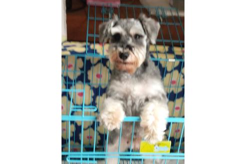 販売中のミニチュアシュナウザーの親犬