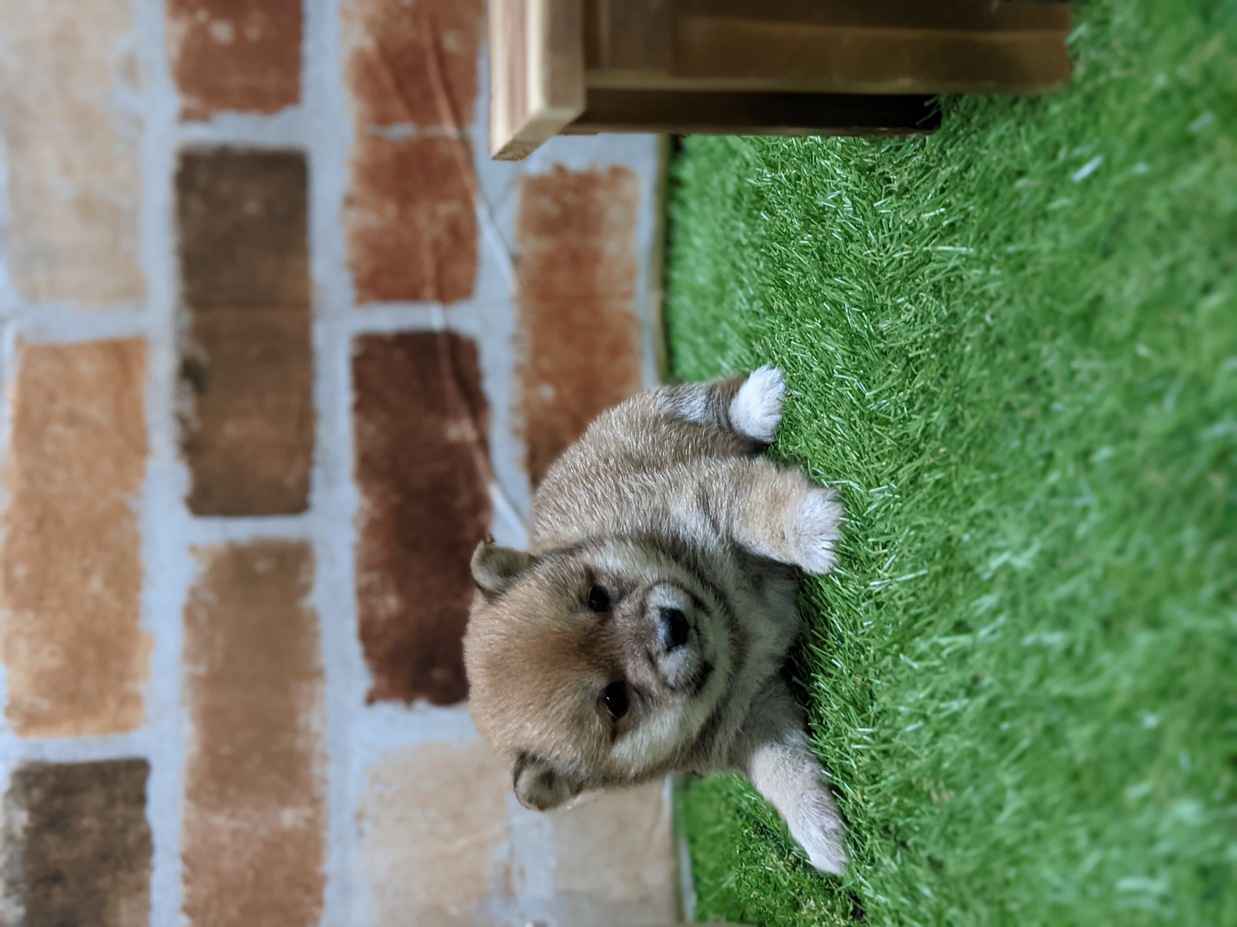 犬飼ブリーダー