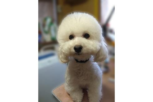 販売中のトイプードルの親犬
