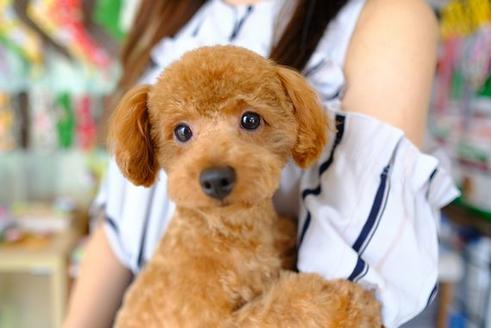 販売中のトイプードルの親犬