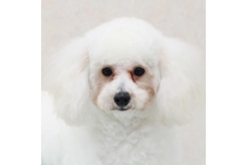 販売中のトイプードルの親犬