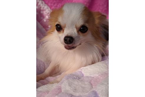 販売中のチワワ(ロングコート)の親犬