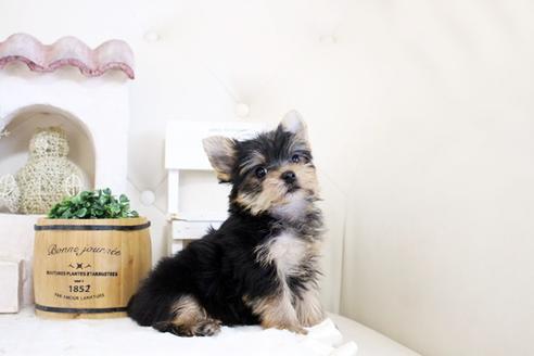 ヨークシャーテリアの子犬を探す ブリーダーナビ