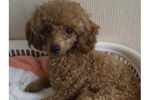 販売中のトイプードルの親犬