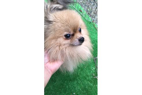 販売中のポメラニアンの親犬