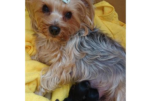 販売中のヨークシャーテリアの親犬