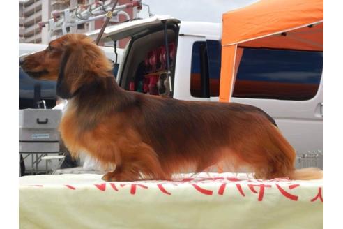販売中のミニチュアダックスフンド(ロングヘアード)の親犬