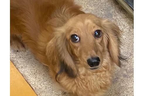 販売中のミニチュアダックスフンド(ロングヘアード)の親犬