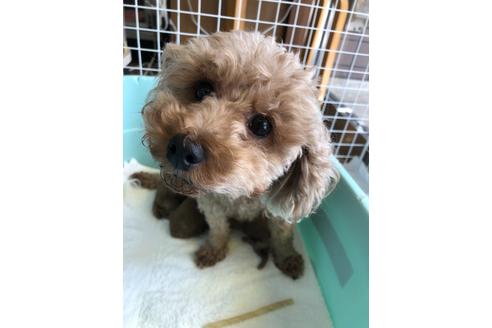 販売中のトイプードルの親犬