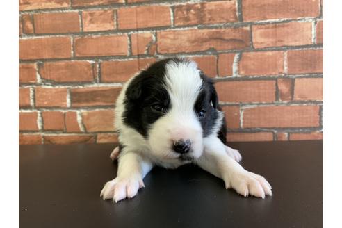 ボーダーコリーの子犬を探す ブリーダーナビ ボーダーコリーの子犬を探す ブリーダーナビ