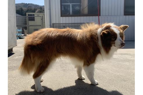 販売中のボーダーコリーの親犬