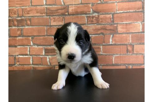ボーダーコリーの子犬を探す ブリーダーナビ ボーダーコリーの子犬を探す ブリーダーナビ
