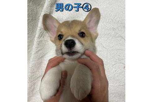 ウェルシュコーギーペンブロークの子犬を探す ブリーダーナビ