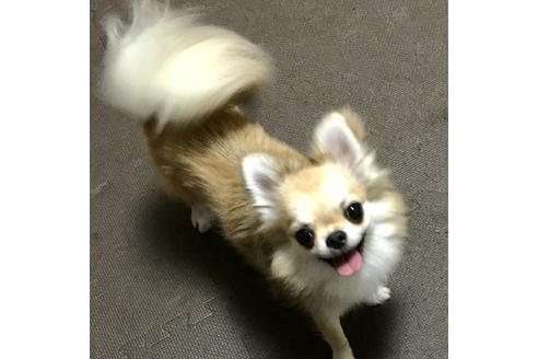販売中のチワワ(ロングコート)の親犬