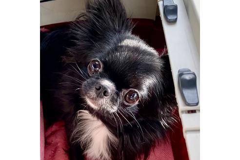 販売中のチワワ(ロングコート)の親犬