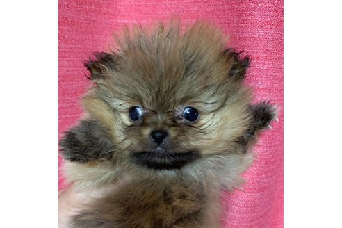 北海道でポメラニアンの子犬を探す ブリーダーナビ 北海道でポメラニアンの子犬を探す ブリーダーナビ