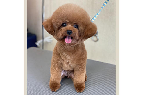 販売中のティーカッププードルの親犬