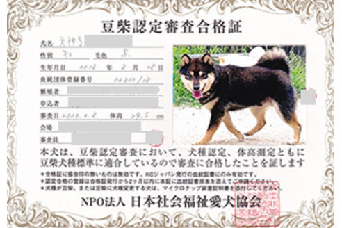 販売中の豆柴の親犬