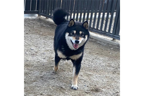 販売中の豆柴の親犬