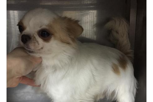 販売中のチワプー:チワワ×トイプードルの親犬