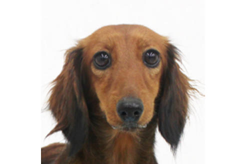 販売中のミニチュアダックスフンド(ロングヘアード)の親犬