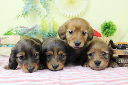 ミニチュアダックスフンドの子犬を探す ブリーダーナビ