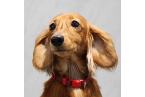 販売中のミニチュアダックスフンド(ロングヘアード)の親犬