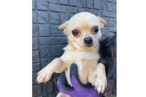 販売中のチワックス:チワワ×ミニチュアダックスフンドの親犬