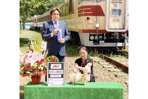 販売中のチワワ(ロングコート)の親犬