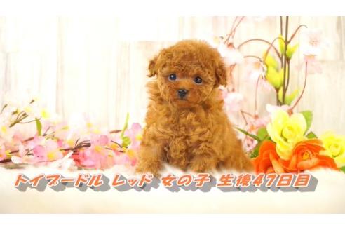 香川県のティーカッププードル 女の子 21 02 08生まれ レッド 子犬id 1271 ブリーダーナビ