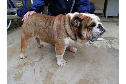 販売中のブルドッグの親犬